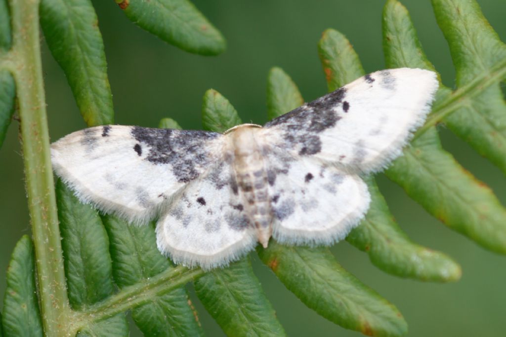 Idaea filicata (geometridae)